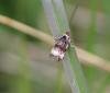 Endothenia sp.